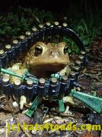 /home//u458753944/public_html/sourcegallery//////Roxborough Toad Detour/2021/2021-03-31/P3310149.JPG